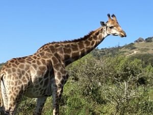 Giraffe